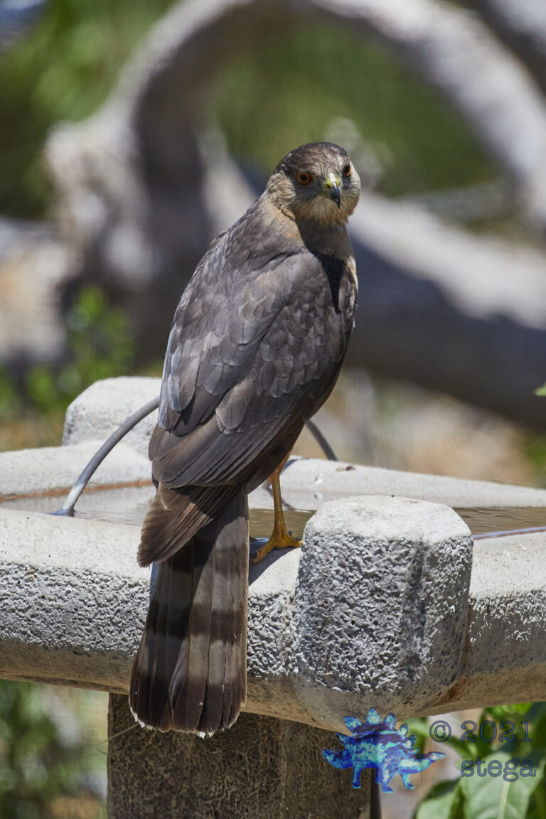 Cooper’s hawk