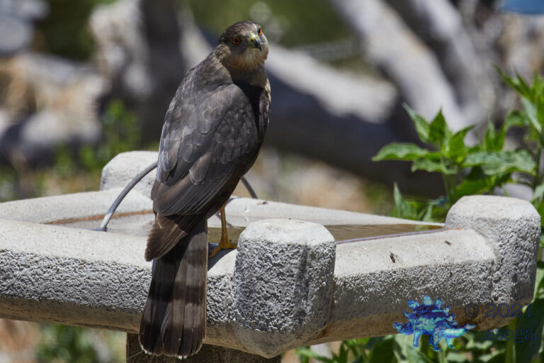 Cooper’s Hawk