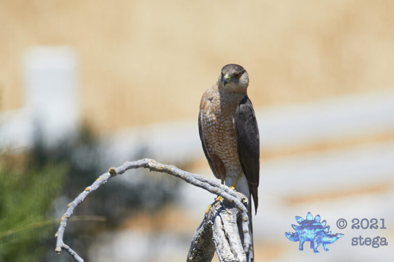 Cooper’s Hawk