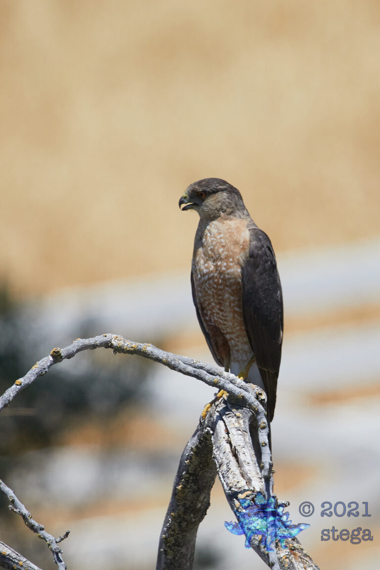 Cooper’s hawk