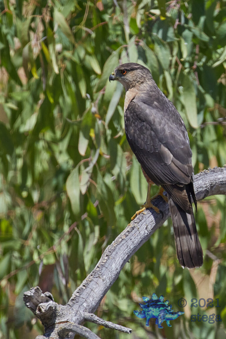 Cooper’s hawk