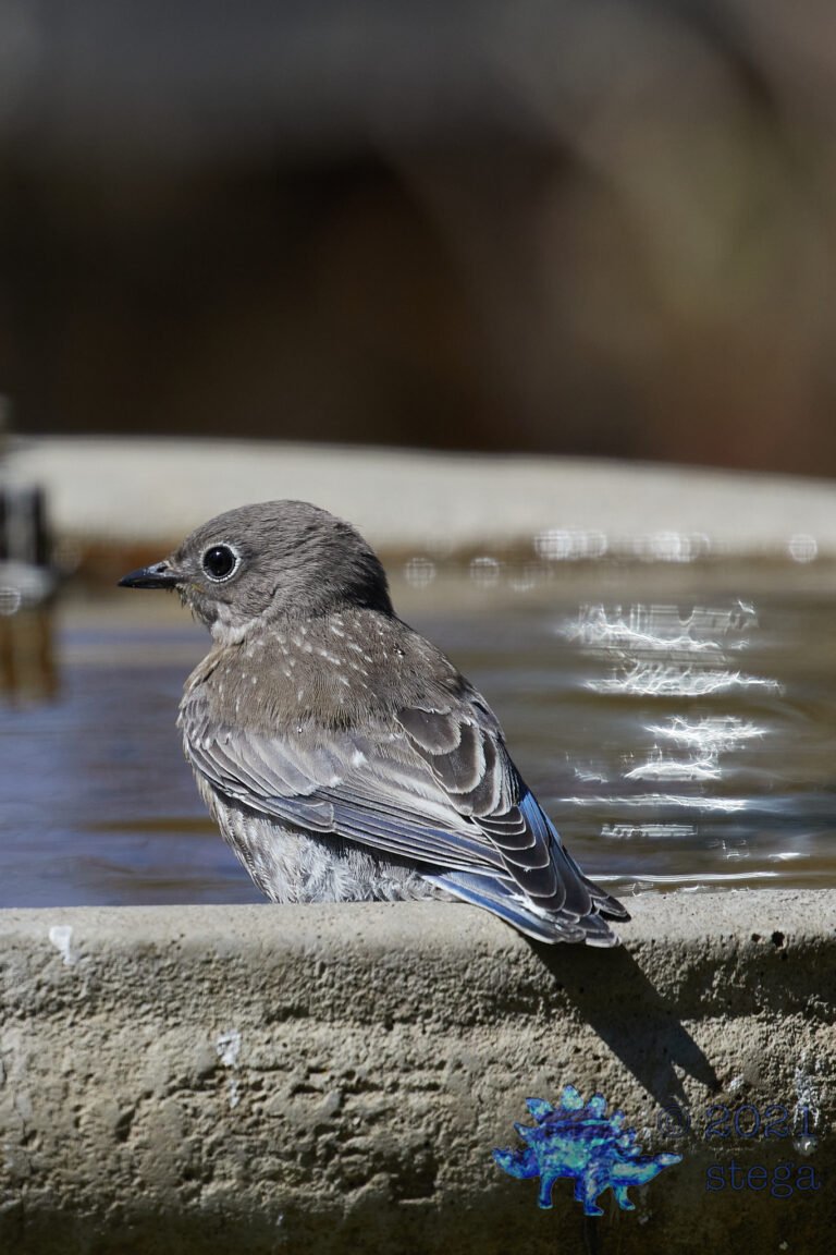 Western Bluebird