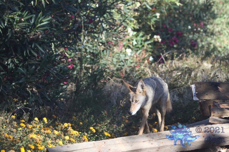Coyote