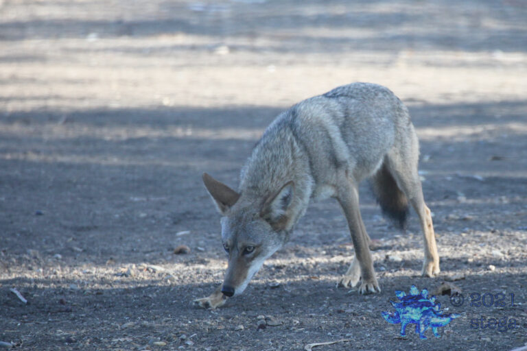 Coyote
