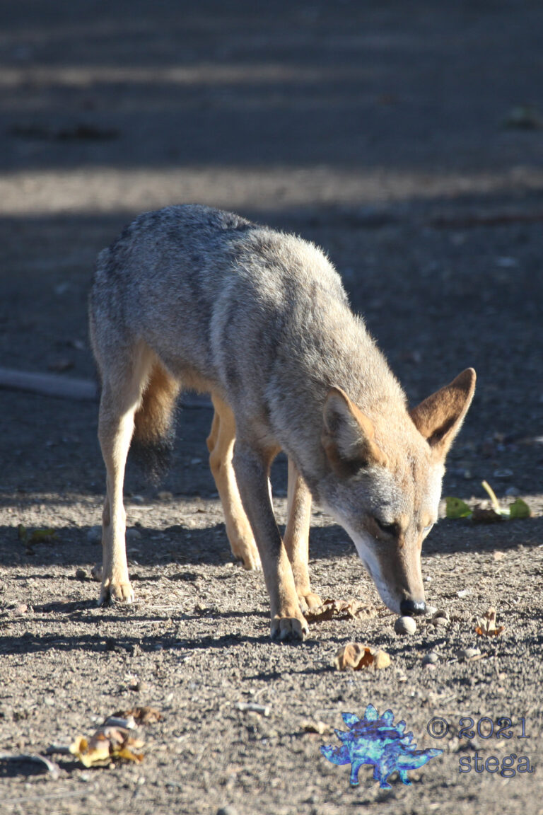 Coyote