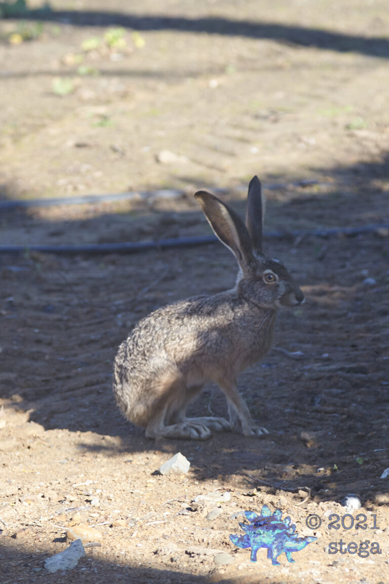 Wild Hare