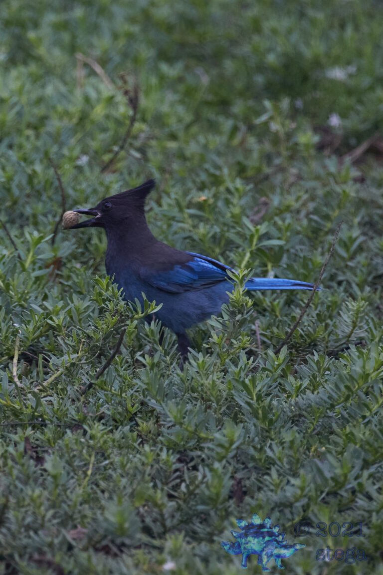 Steller’s Jay