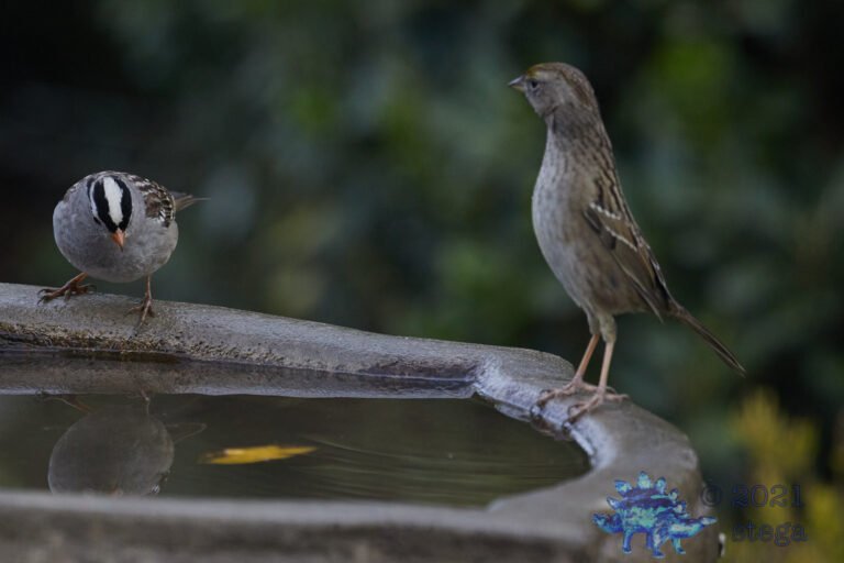 Sparrow Action