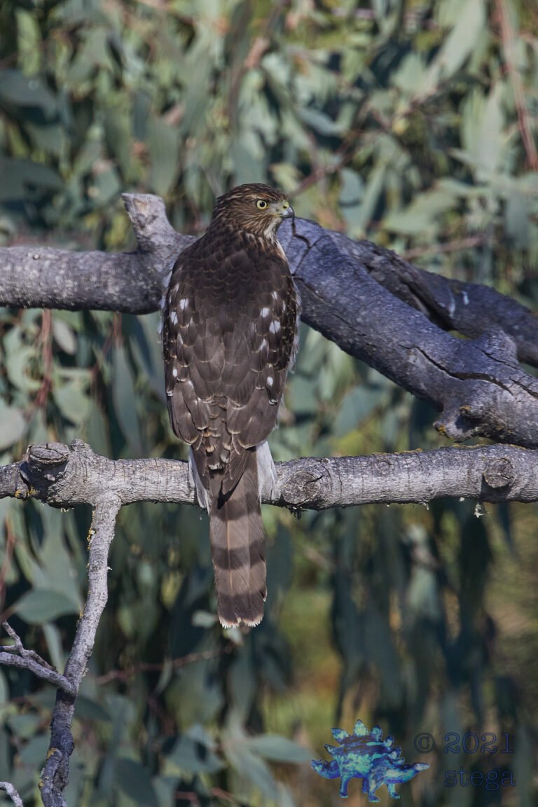 Cooper’s Hawk