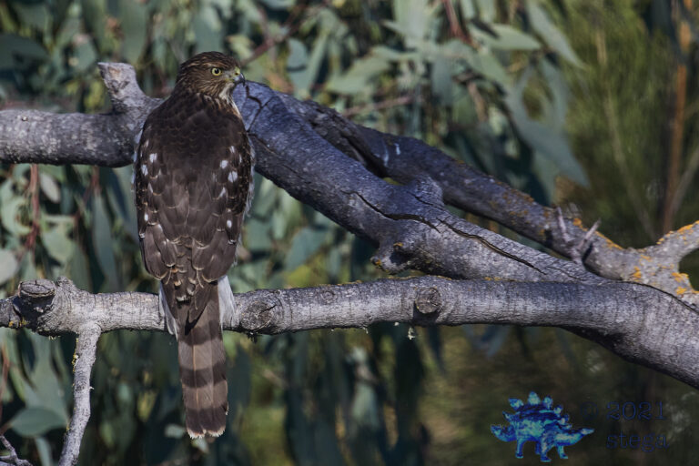 Cooper’s Hawk