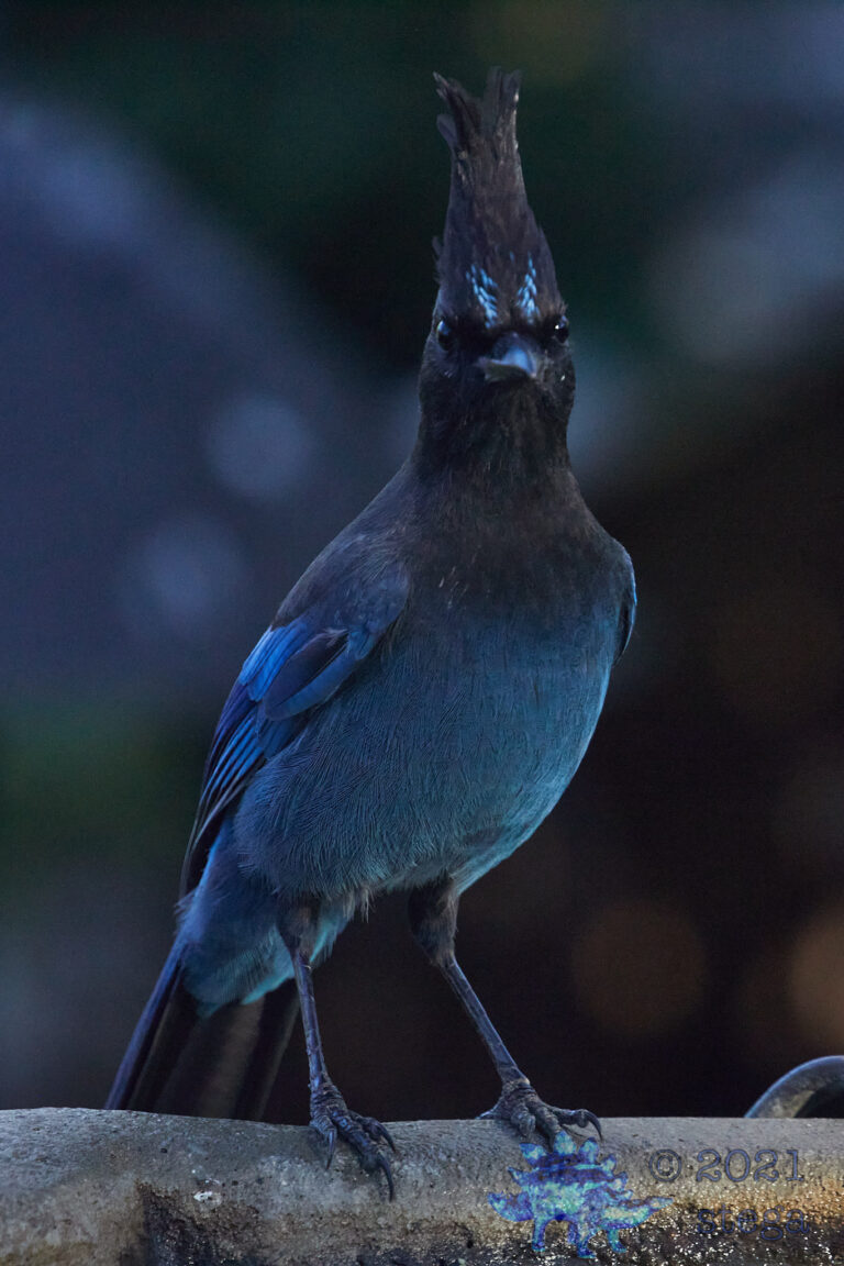 Steller’s Jay