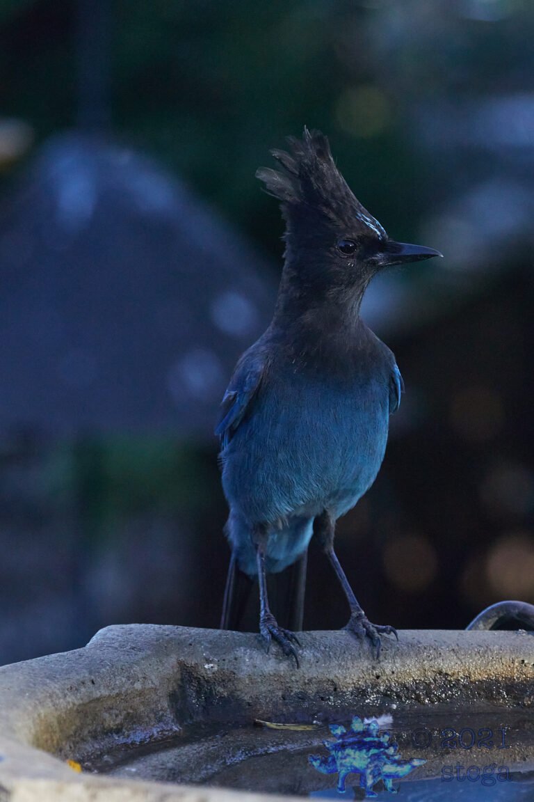 Steller’s Jay