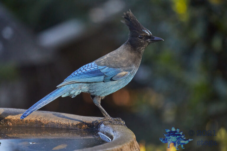 Steller’s Jay
