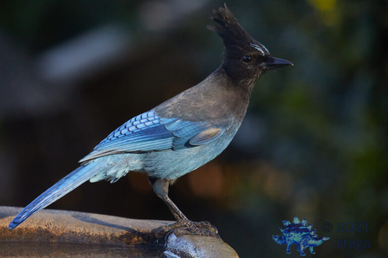 Steller’s Jay