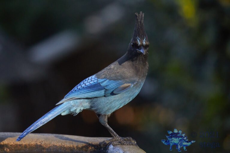 Steller’s Jay