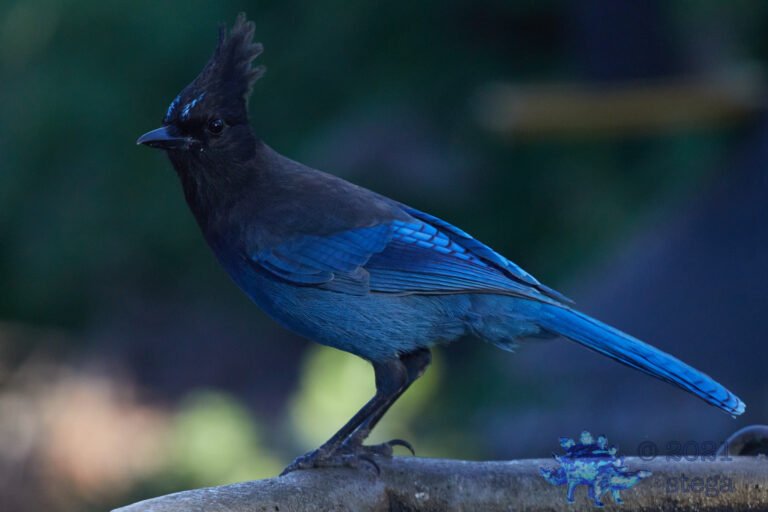 Steller’s Jay