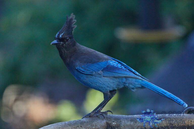 Steller’s Jay