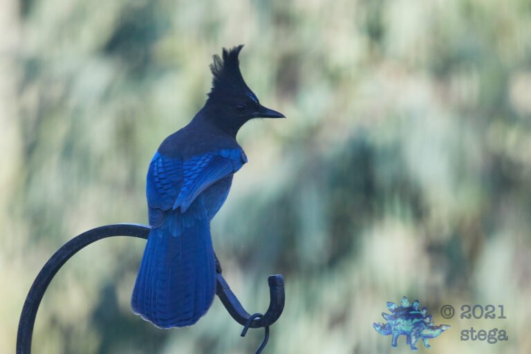 Steller’s Jay