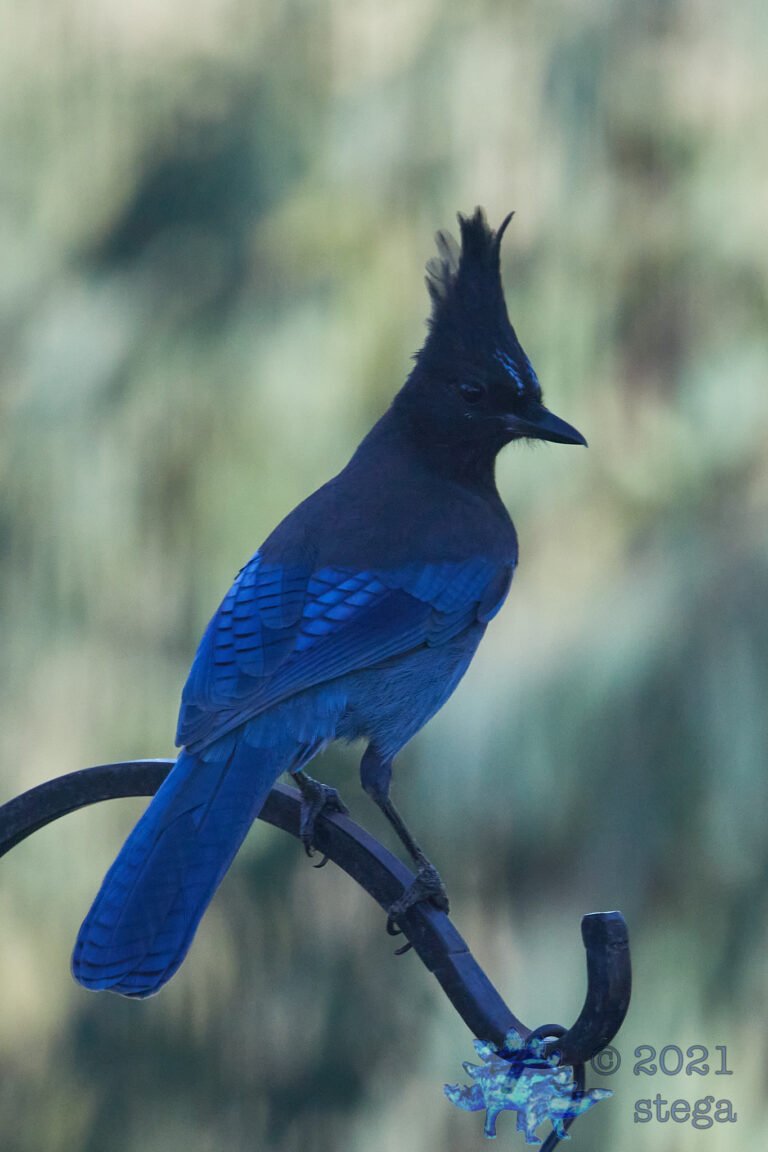 Dark Steller’s Jay