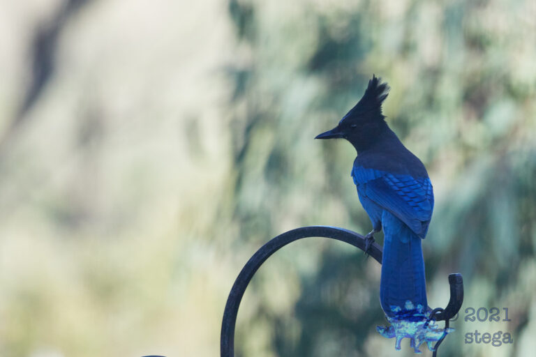 Steller’s Jay
