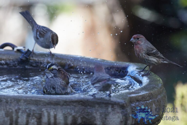 White-Throated Sparrow and Friends