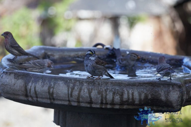 White-Throated Sparrow