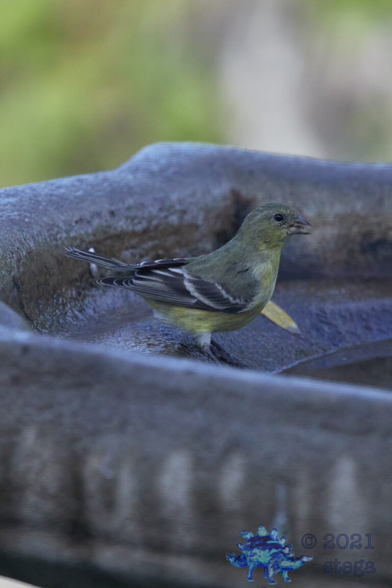 Lesser Goldfinch