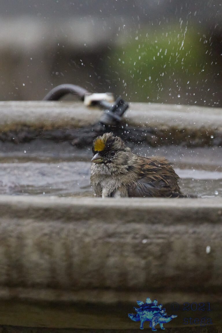 Gold-Crowned Sparrow
