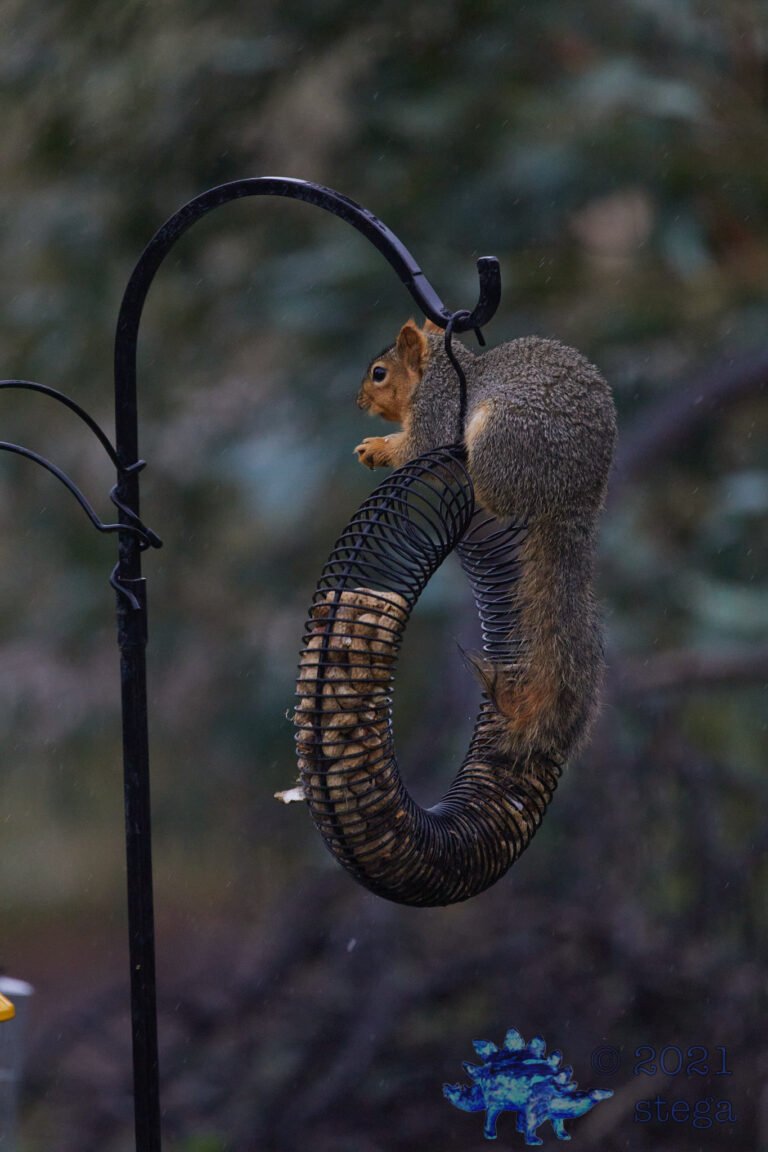 Fox Squirrel