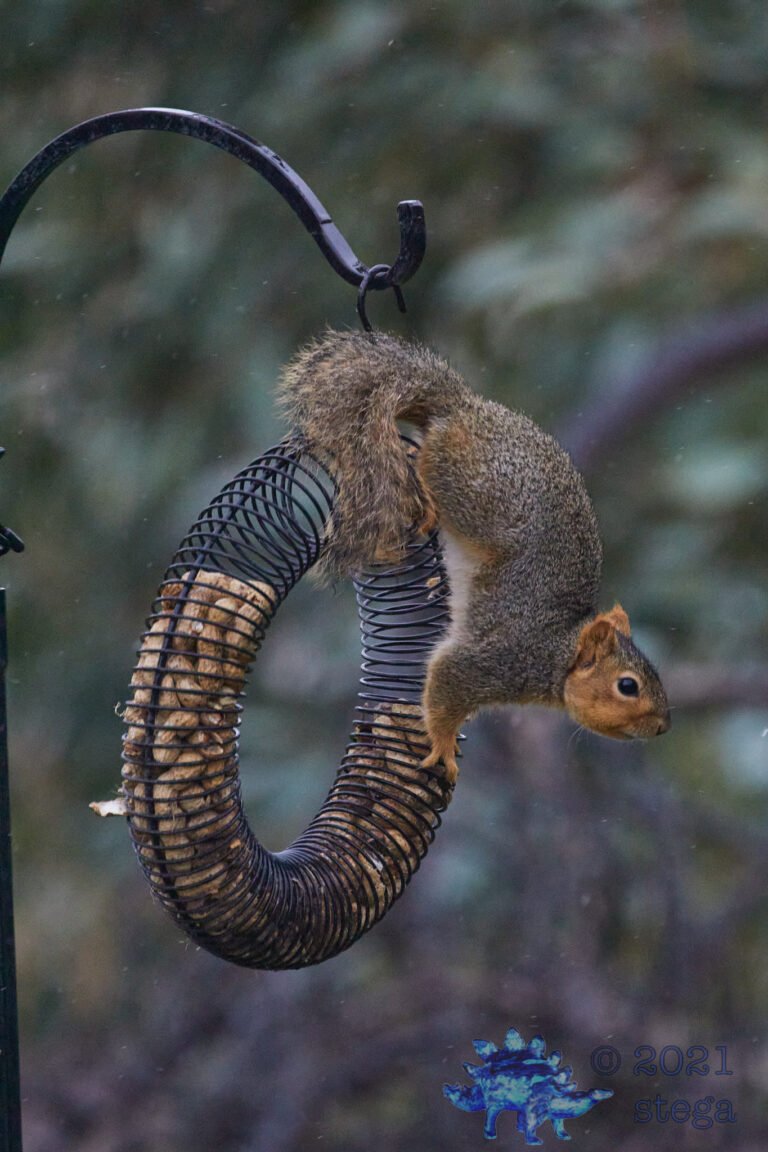 Fox Squirrel