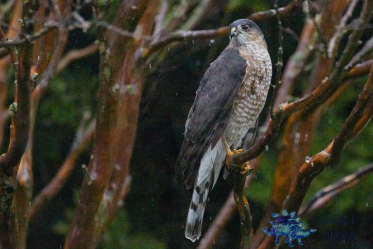 Cooper’s Hawk