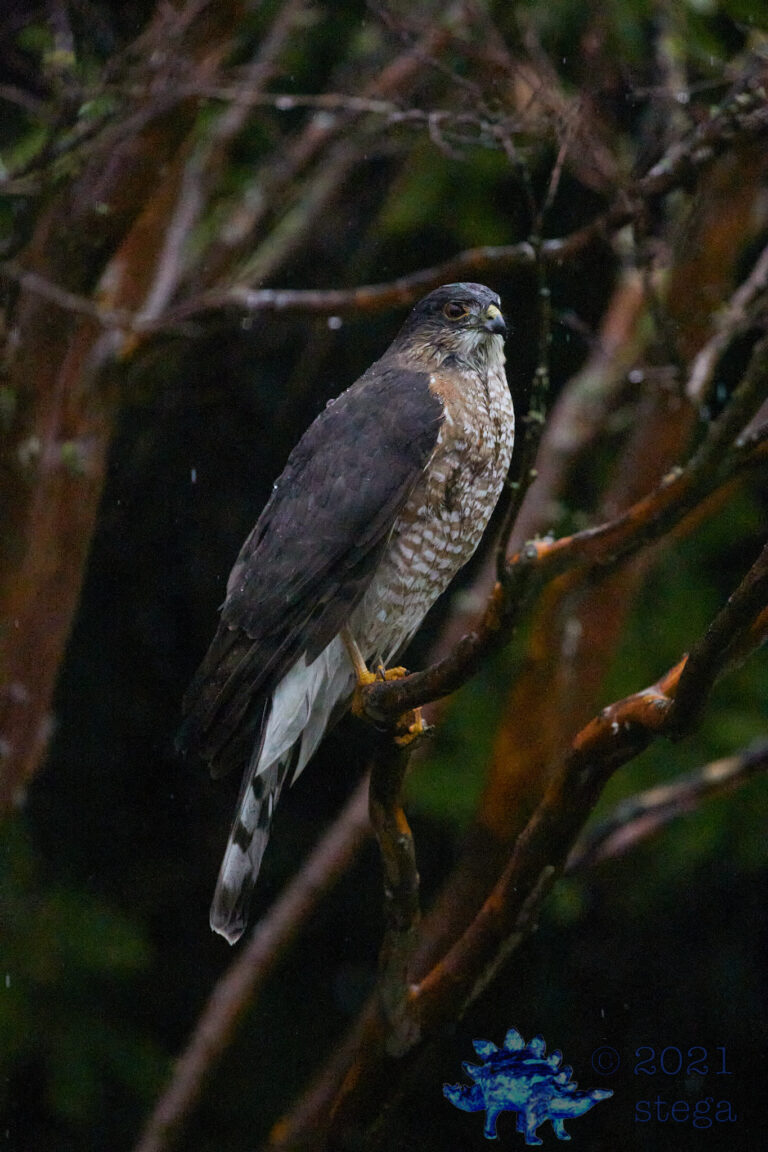 Cooper’s Hawk