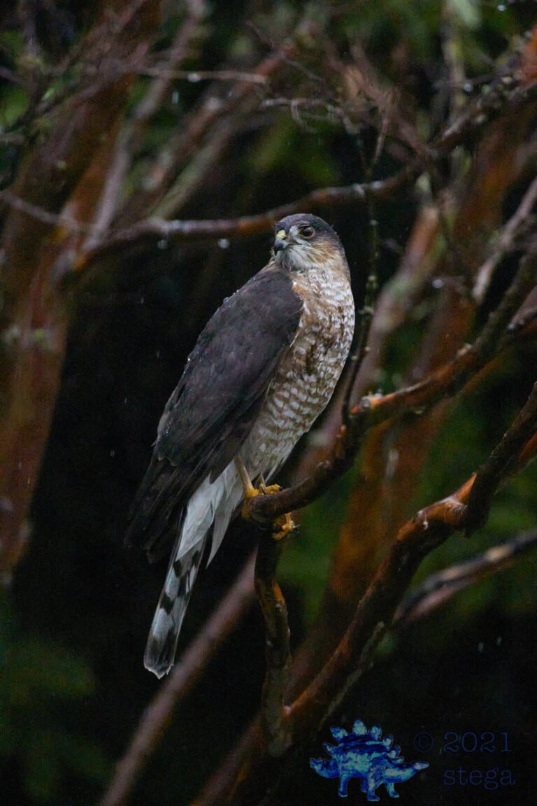 Wet Cooper’s Hawk