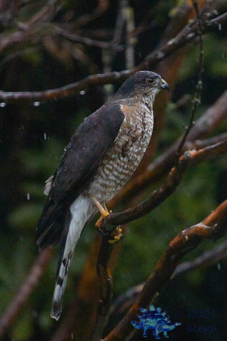 Cooper’s Hawk
