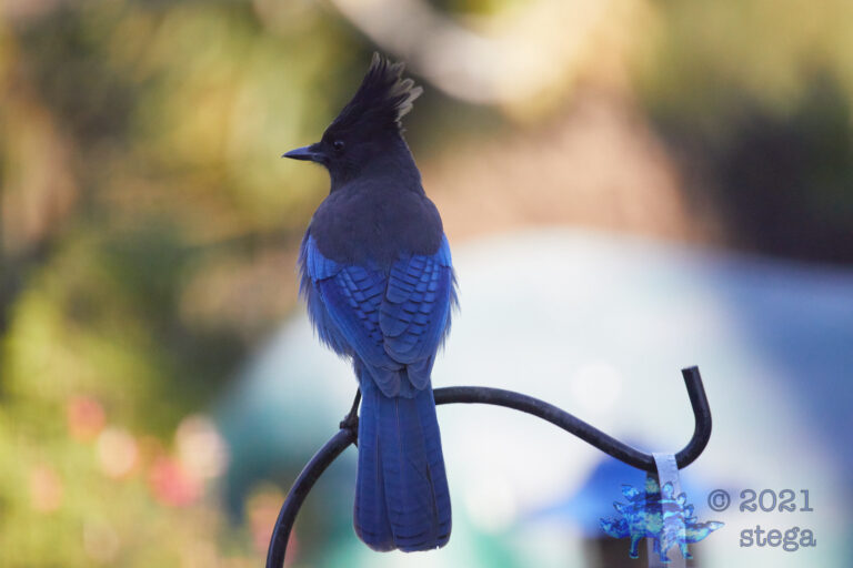 Steller’s Jay