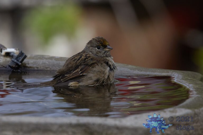 Gold-Crowned Sparrow