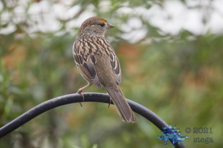 Gold-Crowned Sparrow