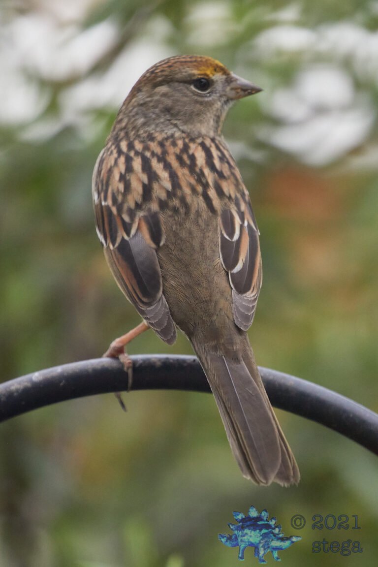 Gold-Crowned Sparrow