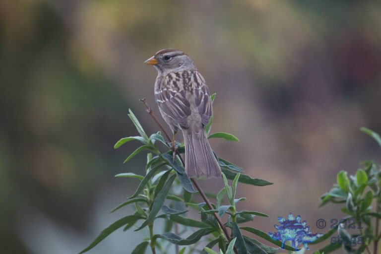 White-Crowned Sparrow