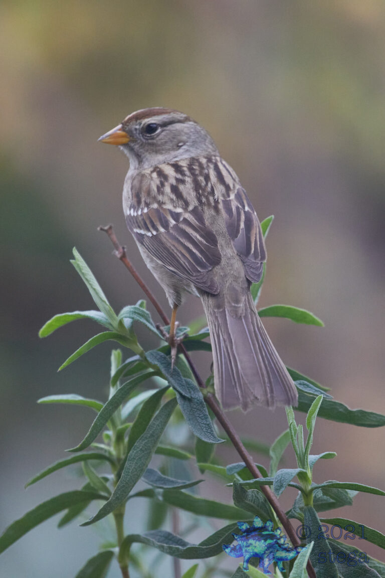 White-Crowned Sparrow