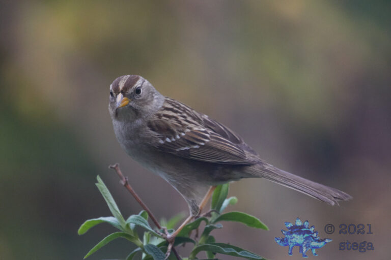 White-Crowned Sparrow