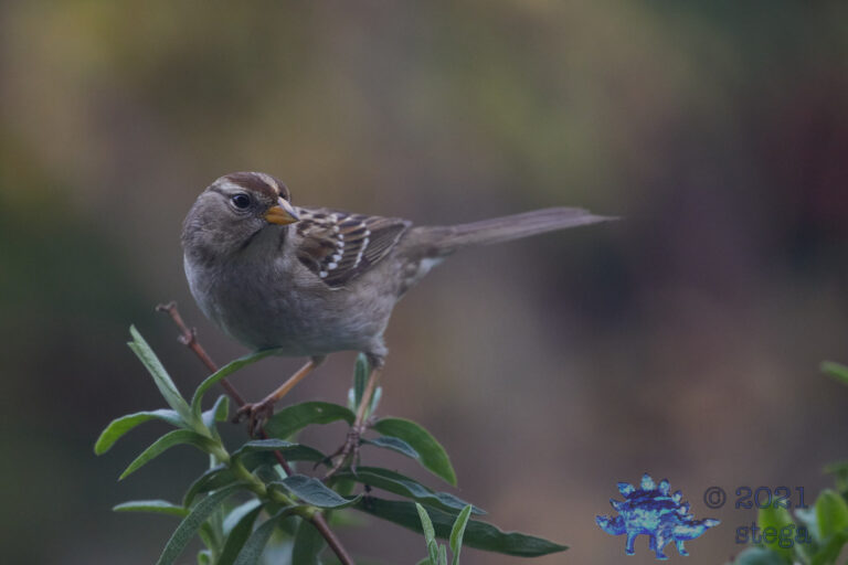 White-Crowned Sparrow