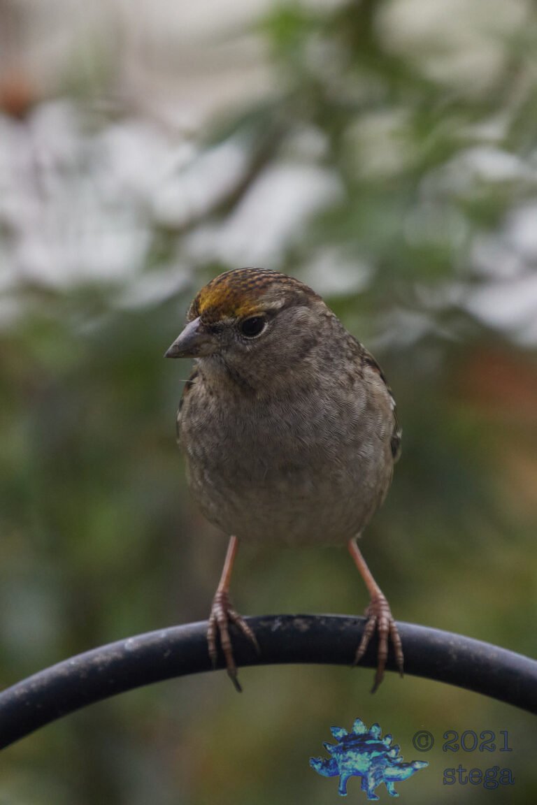 Gold-Crowned Sparrow