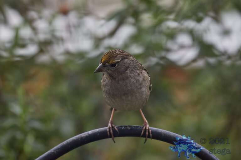 Gold-Crowned Sparrow
