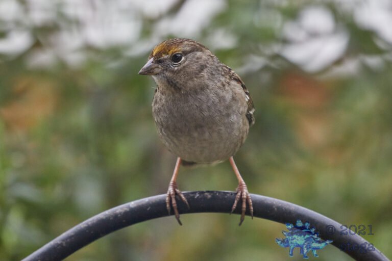 Gold-Crowned Sparrow