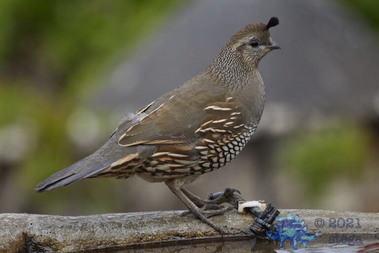 California Quail