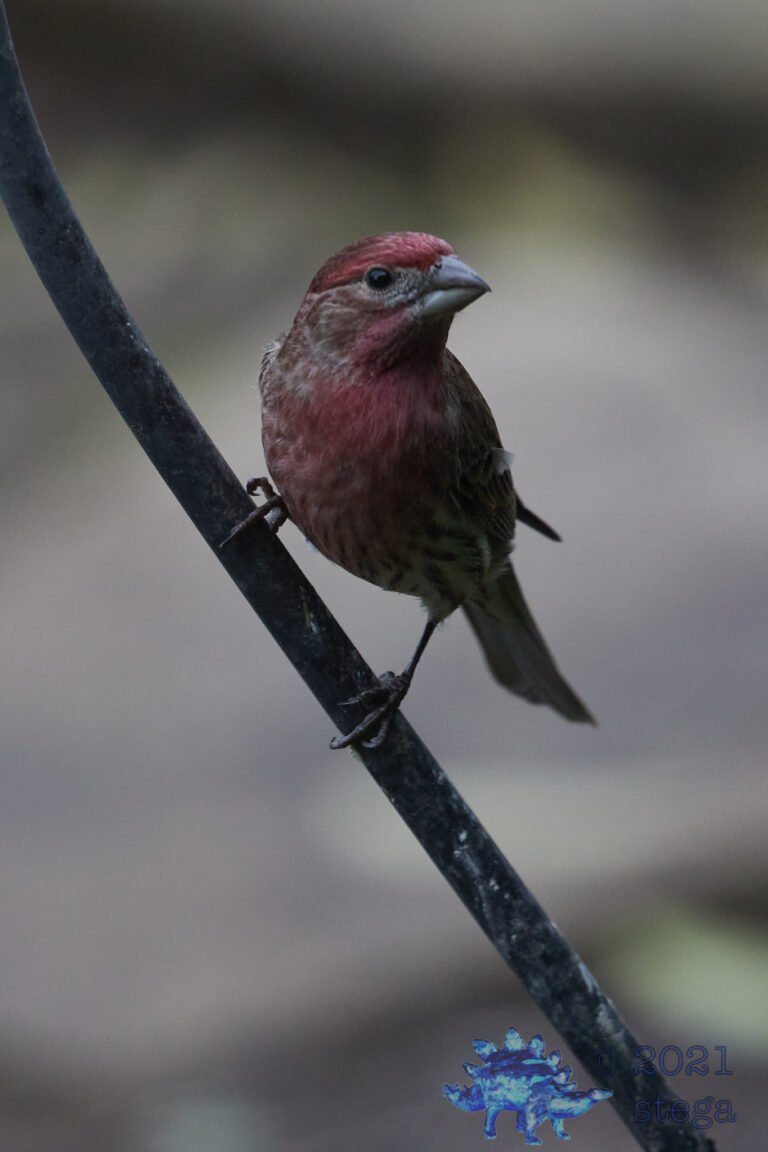 House Finch