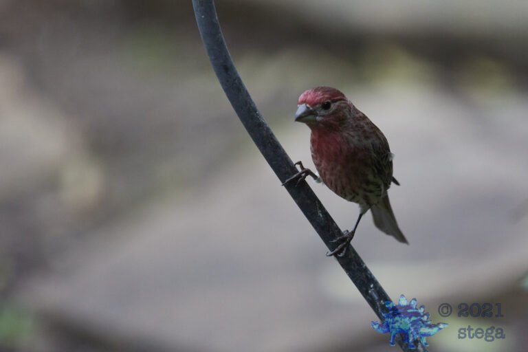 House Finch
