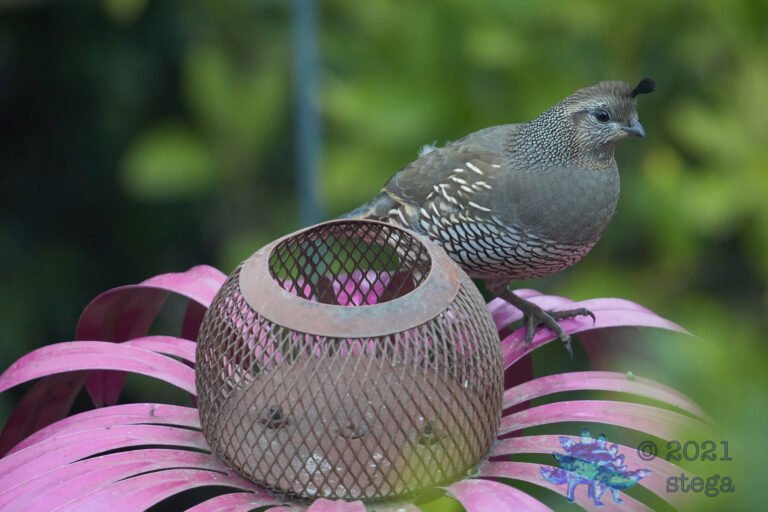 California Quail