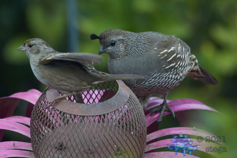 Quail and Sparrow